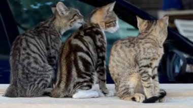 Üç genç Juvenil tekir kedi snuggling ve ahşap tahta üzerinde otururken damat birbirine sevgi dolu yakın çekim