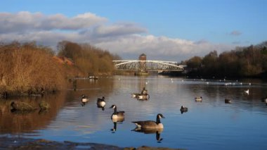 Düşük açılı manzara nehir Salford ve Manchester.Geese, ördek ve diğer su kuşları ön planda, Barton yolu Swing Köprüsü mesafe Yüzme Irwell görünümünü