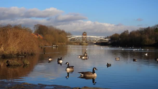 Låg Vinkel Liggande Floden Irwell Salford Och Manchester Geese Änder — Stockvideo