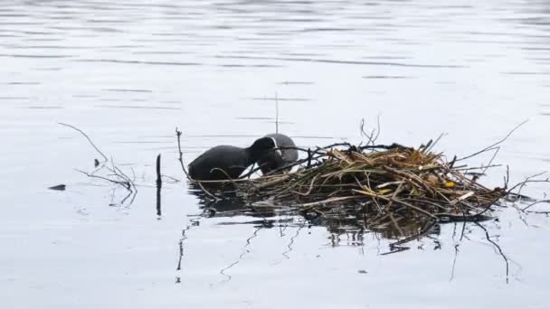 春の湖で自分たちの巣で交尾の一般的なクーツの水の鳥のカップル — ストック動画