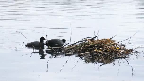 Watervogels Een Paar Van Euraziatische Meerkoeten Proberen Paren Door Hun — Stockvideo