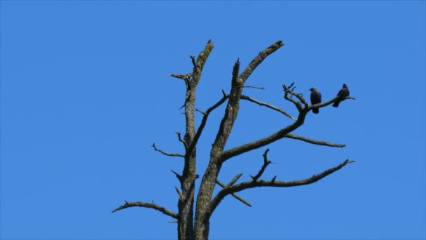 顶部干燥死树顶部和两个乌鸦在树枝上对平滑的无缝蓝天背景 — 图库视频影像