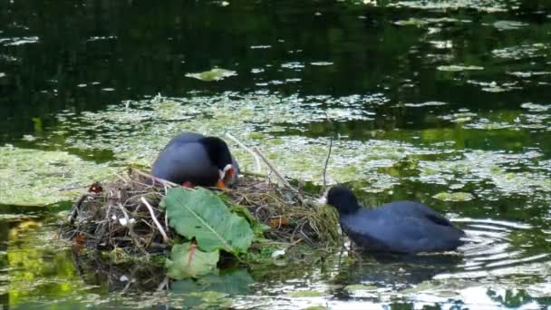 オオバン 野生の水鳥池で家族の巣のクローズ アップ 男性が女性と つの雛のいくつかの食べ物を持ってください — ストック動画