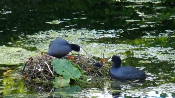 Pond Scene Male Coot Brought Some Food Baby Chicks Female — Stock Video