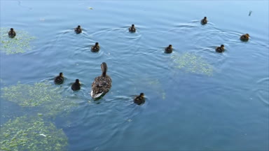 Kamera kadın yeşilbaş ve grup göl veya havuzda yüzme onun ducklings izler. Son çerçeve balık yakalamak uçan böcek su yüzeyi rahatsız ediyor