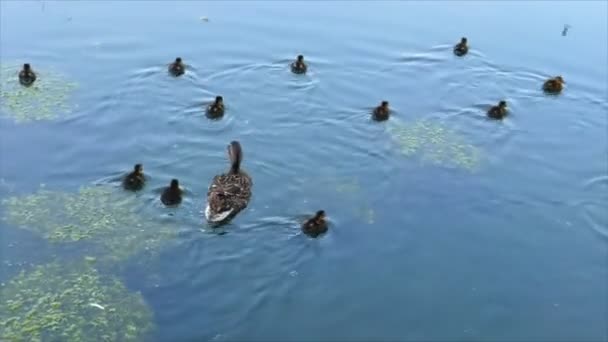 Camera Follows Female Mallard Group Her Ducklings Swimming Lake Pond — Stock Video