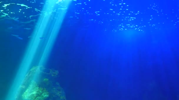 Sonnenstrahl Überquert Tiefblauen Meeresgrund Ein Paar Kleine Fische Schwimmen — Stockvideo