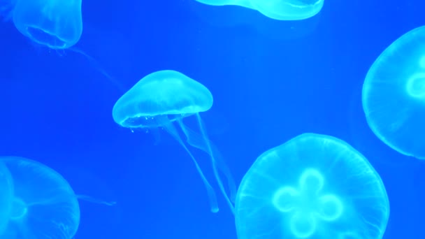 ゆっくりと浮かぶクラゲやメデューサの鮮やかな青の背景の非常にリラックスした景色 — ストック動画