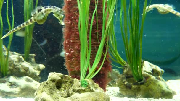 Życie Akwarium Koniki Morskie Pływające Pod Wodą Jeden Dużym Białym — Wideo stockowe