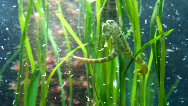 Akvarielivet Nära Håll Seahorse Fångar Matpartiklar Vattnet — Stockvideo