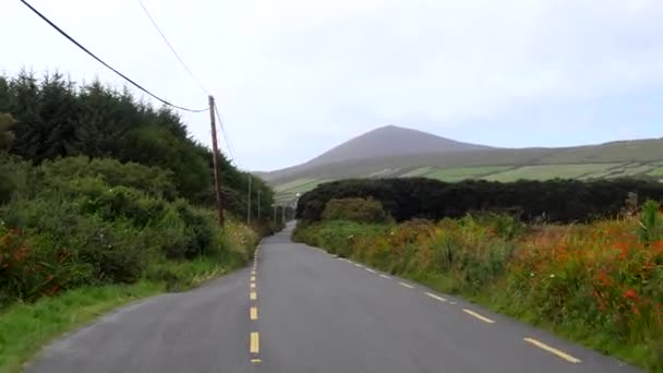 Jazda Wąską Drogą R559 Między Kwiatami Wsi Półwyspu Dingle Irlandia — Wideo stockowe