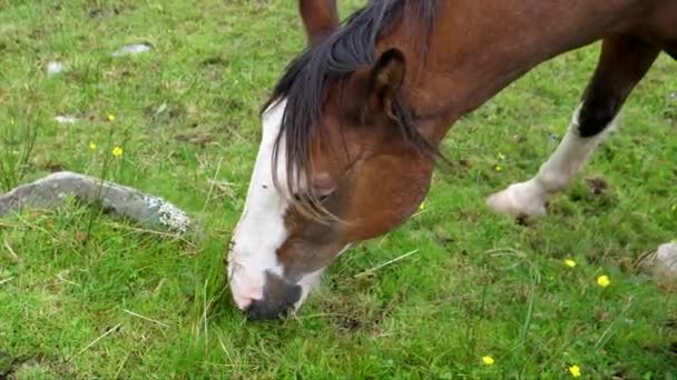 アイルランドの山間部で草を食べる馬のクローズアップ 動物の頭を持ち上げ カメラを見て次のカメラ — ストック動画
