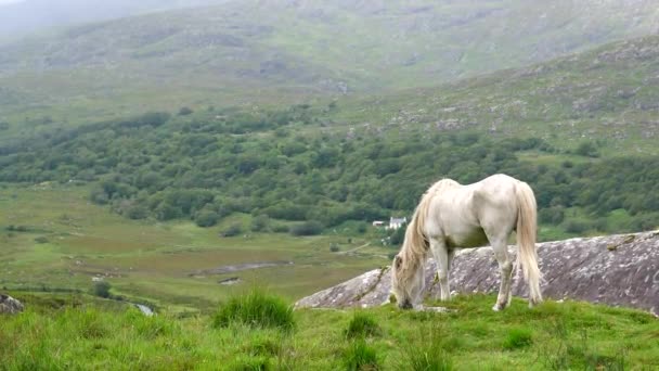 Pferde Weiden Gras Der Bergigen Irischen Grafschaft Kerry — Stockvideo
