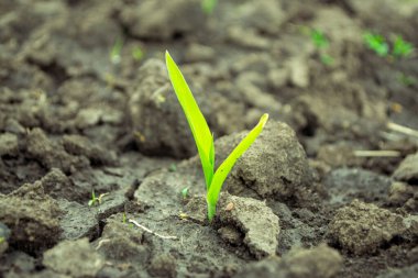 Açık arazide mısır filizleniyor.