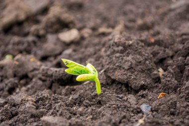  Genç yeşil fasulye açık arazide filizleniyor.