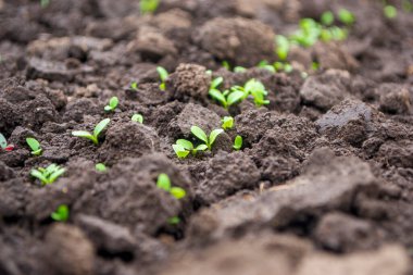  Genç marul filizleri