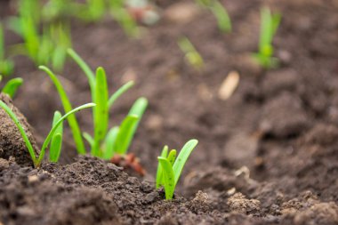 Ispanak açık alanda filizlenir.