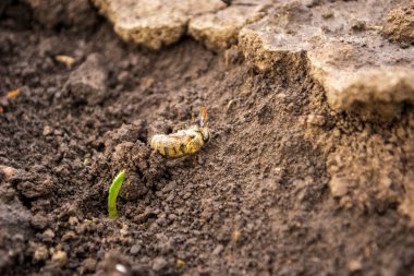 Bahar güneşinin altında ölü arı