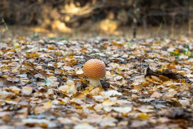 kırmızı sinek agarik mantar