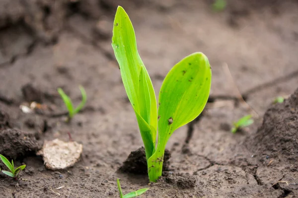 stock image corn sprout in the open ground