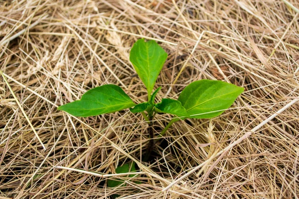 Piantato Terra Aperta Pepe Pacciamatura — Foto Stock