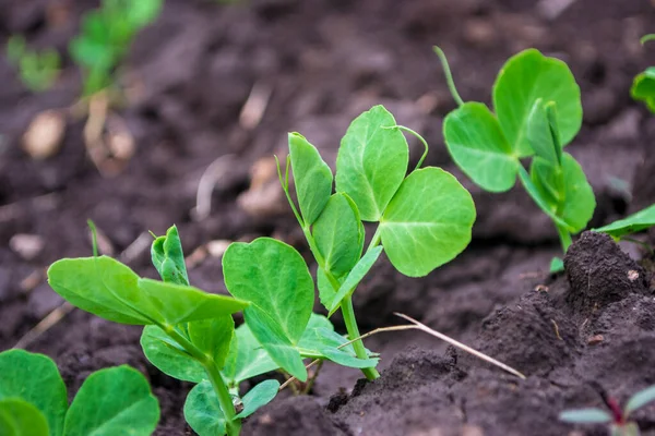 地面に緑のエンドウ豆が芽生え — ストック写真