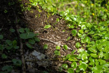 yeşil yapraklı bahar karıncaları