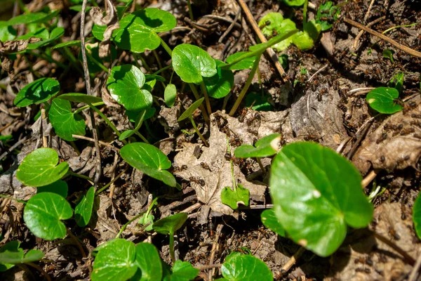 Wiosenne Mrówki Zielonym Liściu — Zdjęcie stockowe