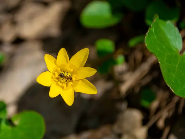 Mrówka Żółtym Kwiatku Lesie — Zdjęcie stockowe