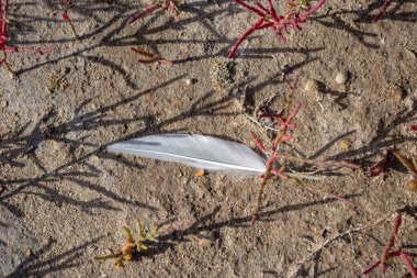 Kurumuş haliçlerde kaybolmuş martı tüyleri.