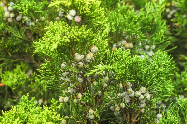 Vihreä Juniperus Virginiana Krimillä — kuvapankkivalokuva