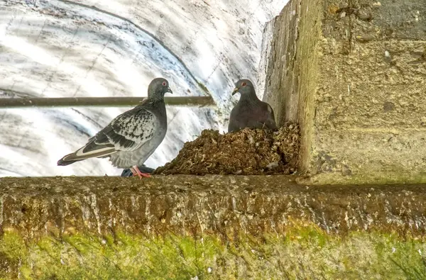 Birbirine bakan iki güvercin, biri yuvada, köprünün altında.