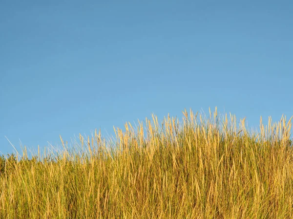 Mavi gökyüzü karşı kıyı çimen