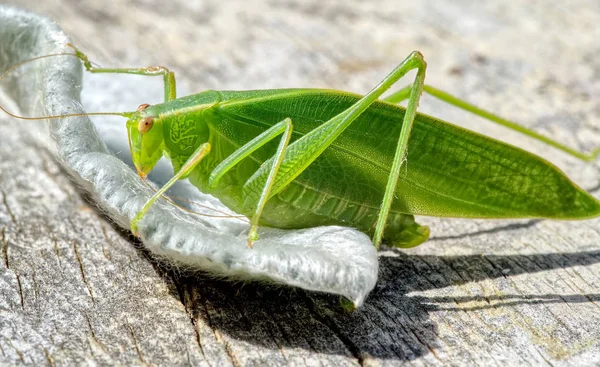 Çekirge üzerindeki yaprak, yakın çekim