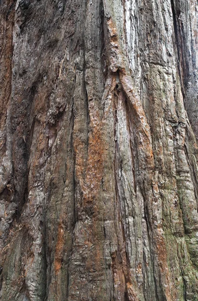 Ayrıntı gösteren bir ağaç gövdesi yakın çekim