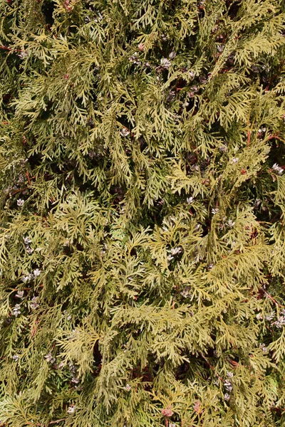 Closeup of evergreen decorative plants thuja variety Boothii in spring as nature background.