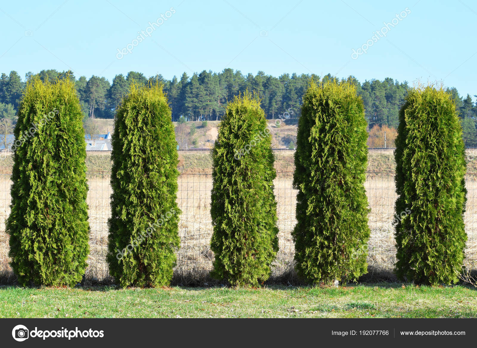 Fragment Hedge Evergreen Decorative Plants Thuja Variety Boothii