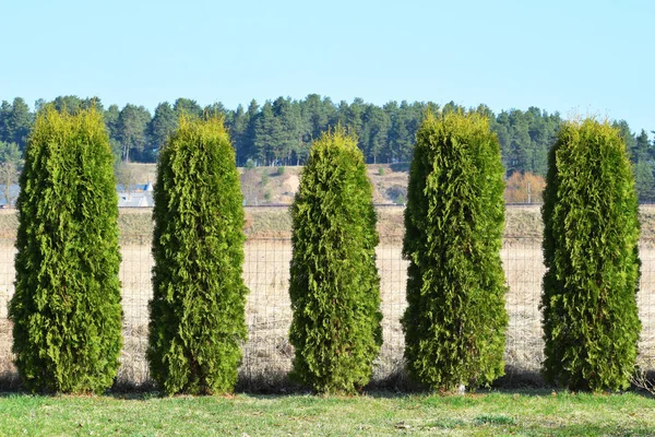 Fragment of hedge from evergreen decorative plants thuja variety Boothii on light brown  grass, green pine trees and blue sky background in spring day.