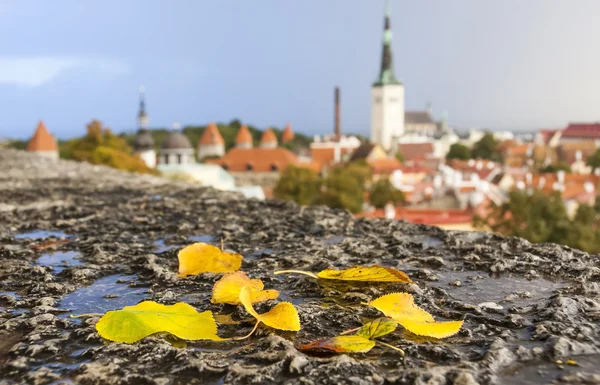 Herfst blaadjes voor het oog van de stad Tallinn, Estland — Stockfoto