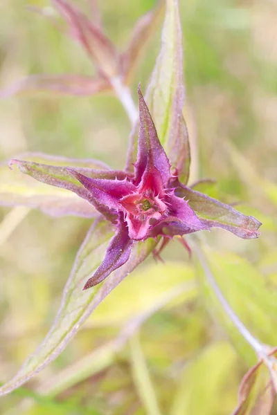 Mor çiçek blossom portre — Stok fotoğraf