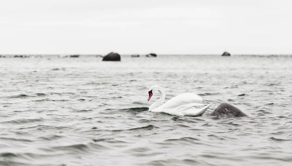 White swan swim in a sea — Stock Photo, Image