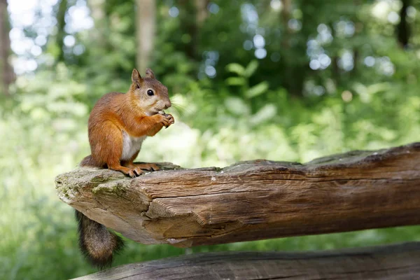 Écureuil assis sur une vieille poutre en bois — Photo