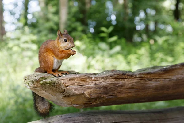 Écureuil assis sur une vieille poutre en bois — Photo