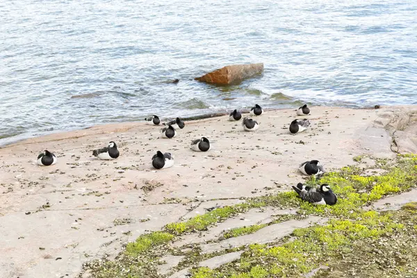 Nombreux oiseaux bernaches bernaches sur la côte maritime — Photo