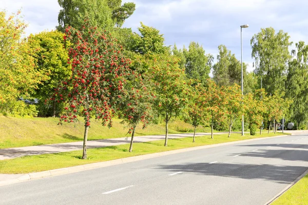 Rowan träd fulla av röda bär vid bilväg — Stockfoto