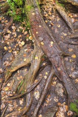 Kalın ağaç kökleri ve düşen sonbahar yaprakları