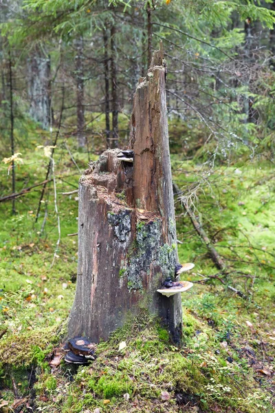 Vecchio tronco d'albero alto con fungo — Foto Stock