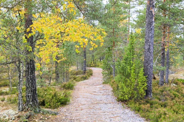 Gångstig genom färgglada hösten skogen — Stockfoto