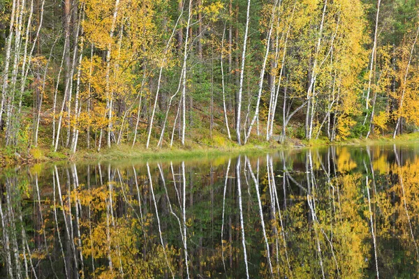 Färgglada hösten skogen vid sjöstranden — Stockfoto