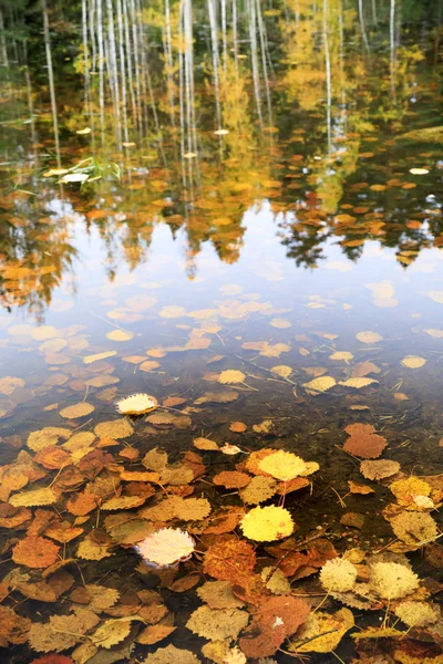Foglie d'autunno dorate e riflessi arborei — Foto Stock